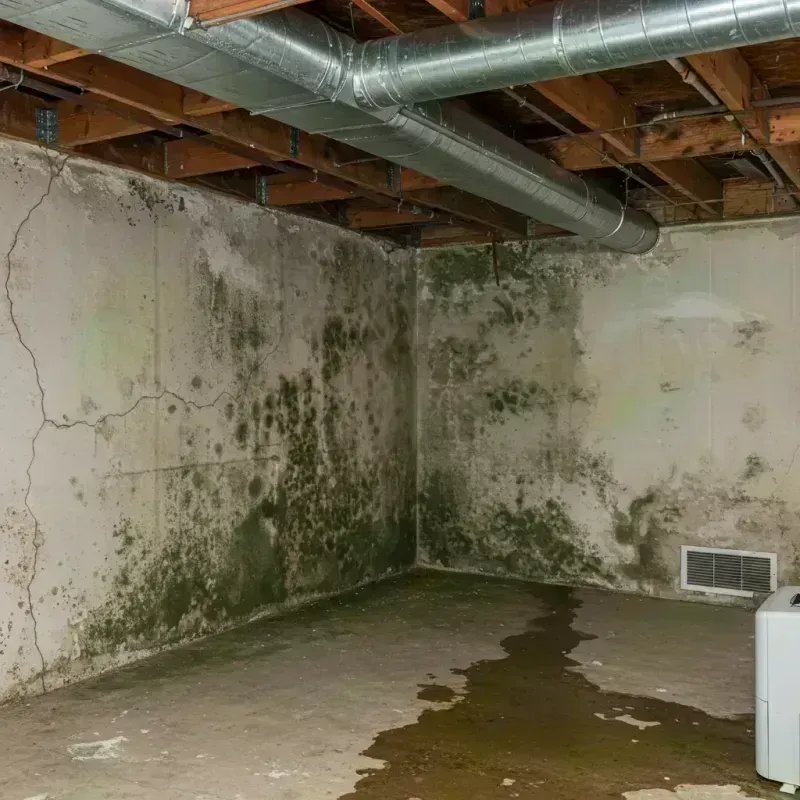 Professional Mold Removal in Cascade-Chipita Park, CO